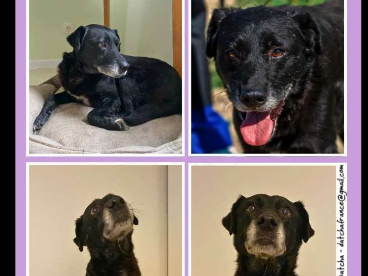 Prêt pour l'adoption : chien Labrador noir