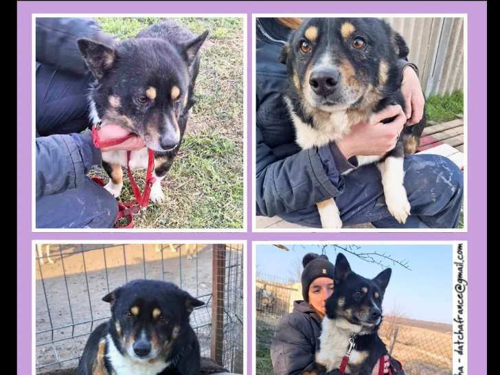 Disponible à l'adoption : chien au pelage tricolore