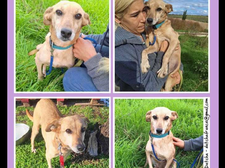 En attente d’adoption : chienne fauve