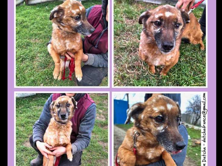 À la recherche d'une famille : chienne fauve charbonnée