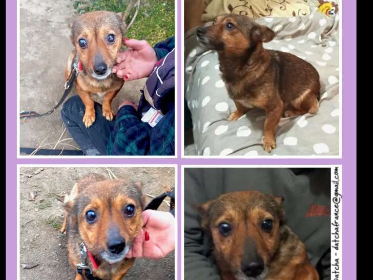 Chienne fauve à adopter