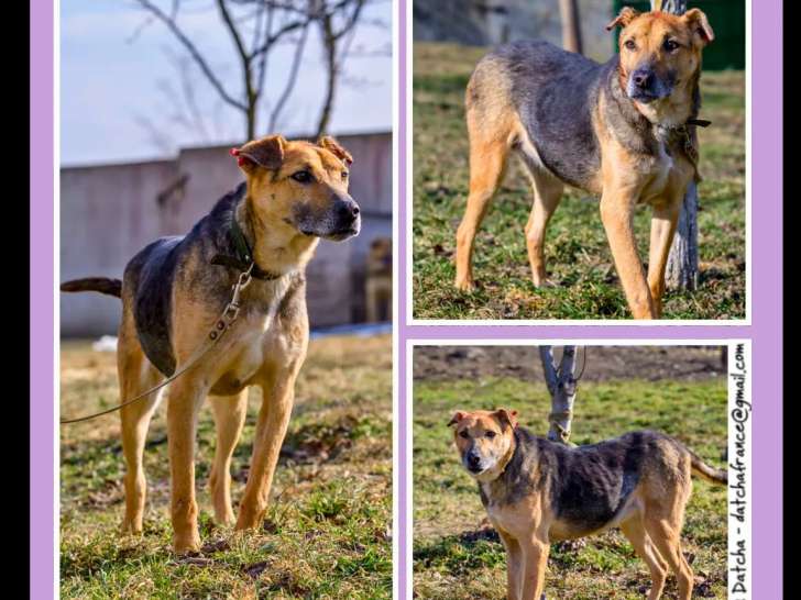 Chienne âgée de 4 ans disponible à l'adoption