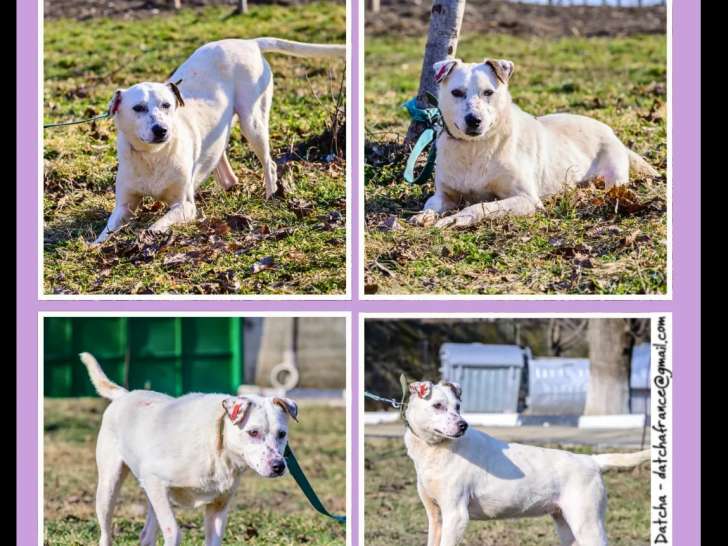 Chienne blanche en attente d'adoption