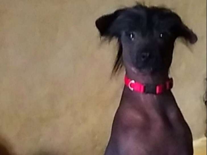 Femelle Chien Chinois à Crête de 1 an à donner