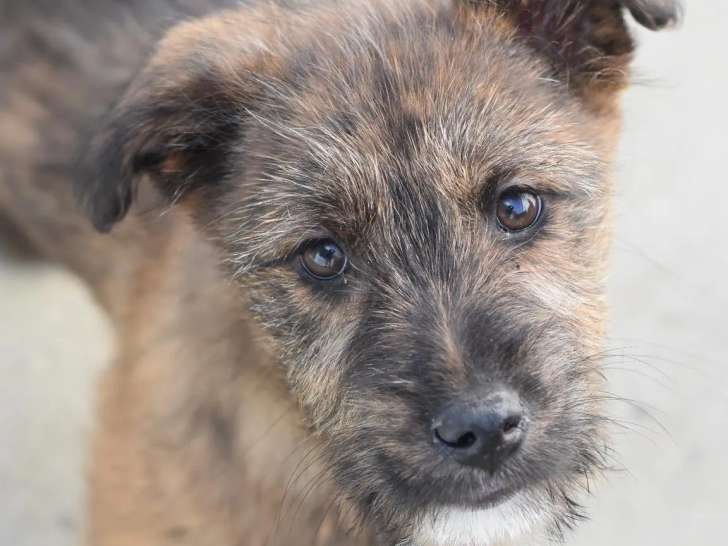 À la recherche d'un foyer, chiot femelle fauve charbonné