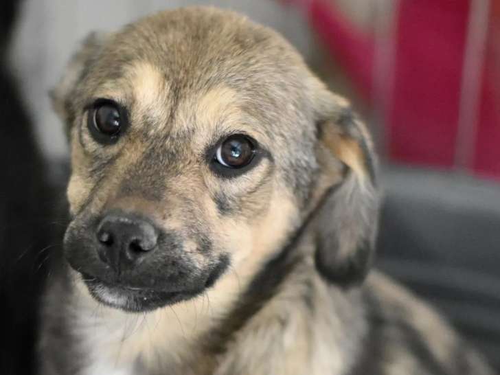 Chiot femelle fauve charbonné en attente d'une famille