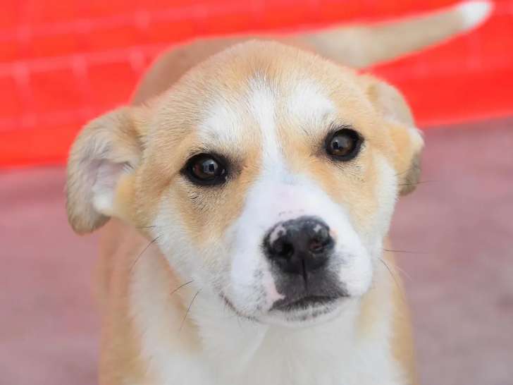 Disponible à l'adoption : chiot mâle beige
