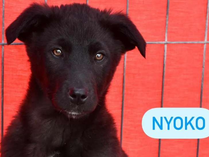 En attente d'adoption : chiot mâle noir avec marque blanche