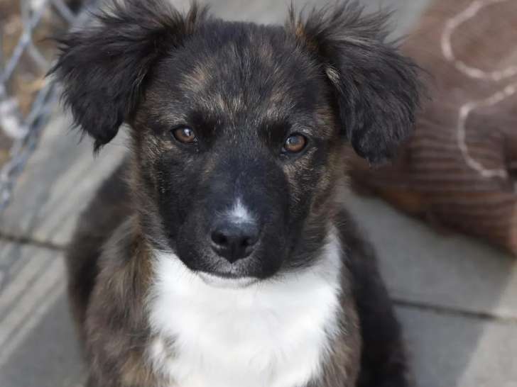 Chiot mâle bringé à adopter