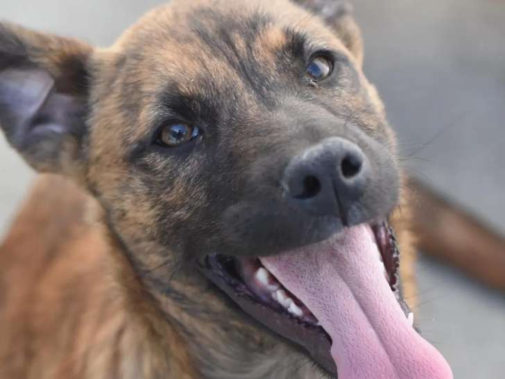 Chiot femelle de 2 mois disponible à l'adoption