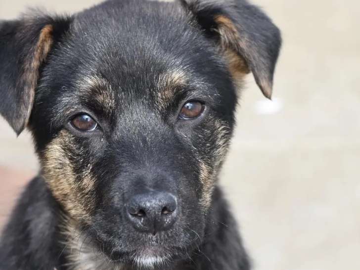 Chiot femelle tricolore en attente d'adoption