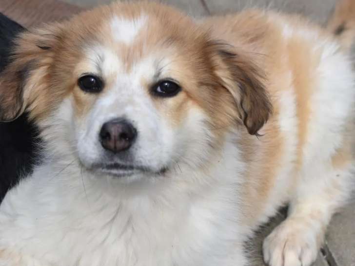 Chiot mâle roux et blanc en quête d'une famille