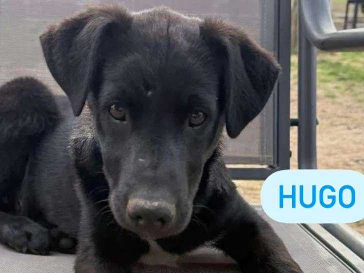 À adopter, chiot mâle âgé de 2 mois
