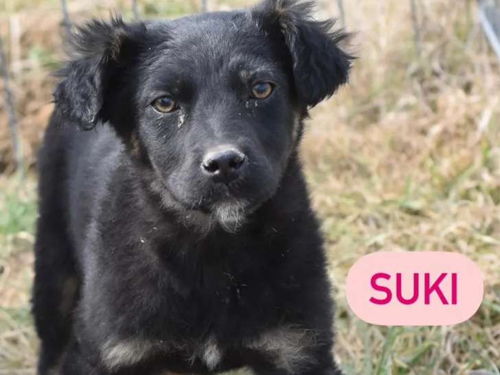 Disponible à l'adoption, chiot femelle de 2 mois