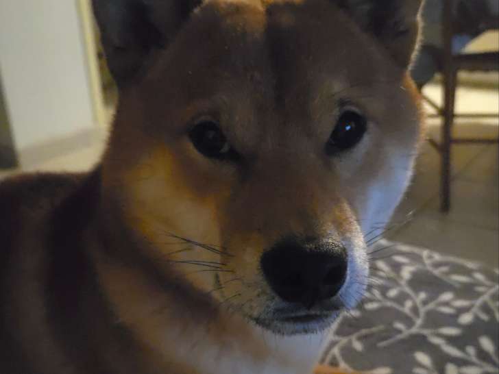 Uchu, mâle Shiba Inu disponible pour saillie