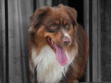 Chien Berger Américain Miniature LOF disponible pour saillie