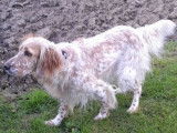 Chien adulte femelle Setter Anglais LOF à vendre