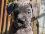 Chiot Cane Corso mâle disponible à la réservation (LOF)