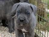 Chiot Cane Corso mâle disponible à la réservation (LOF)