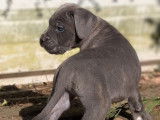 Chiot Cane Corso mâle disponible à la réservation (LOF)