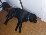 Mâle Labrador LOF confirmé pour saillie