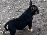 Un chiot femelle American Bully à vendre (LOF)