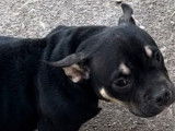 Un chiot femelle American Bully à vendre (LOF)