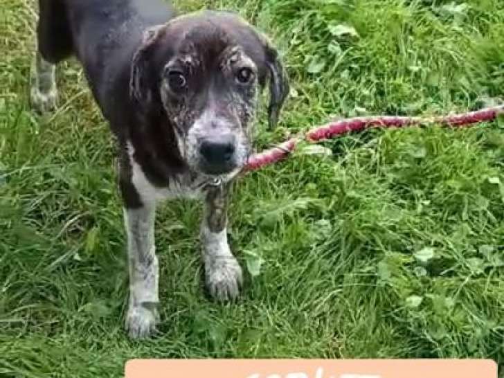 Sofia, chienne à adopter