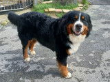 Mâle Bouvier Bernois LOF disponible pour saillie