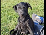 En attente d’adoption, chiot mâle noir