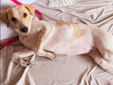 Chiot femelle chocolat et blanc disponible à l'adoption