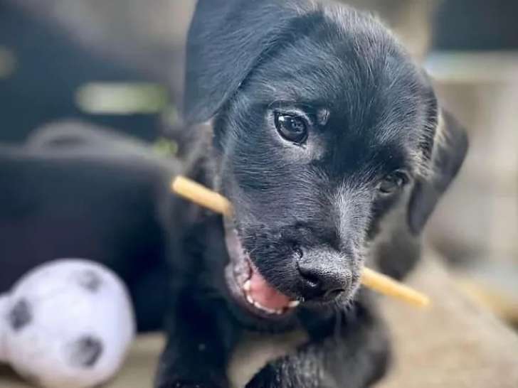 Chiot mâle de 3 mois à adopter