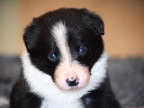 Chiots Border Collie LOF à vendre