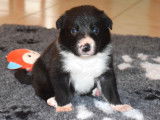 Chiots Border Collie LOF à vendre