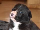 Chiots Border Collie LOF à vendre