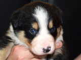 Chiots Border Collie LOF à vendre