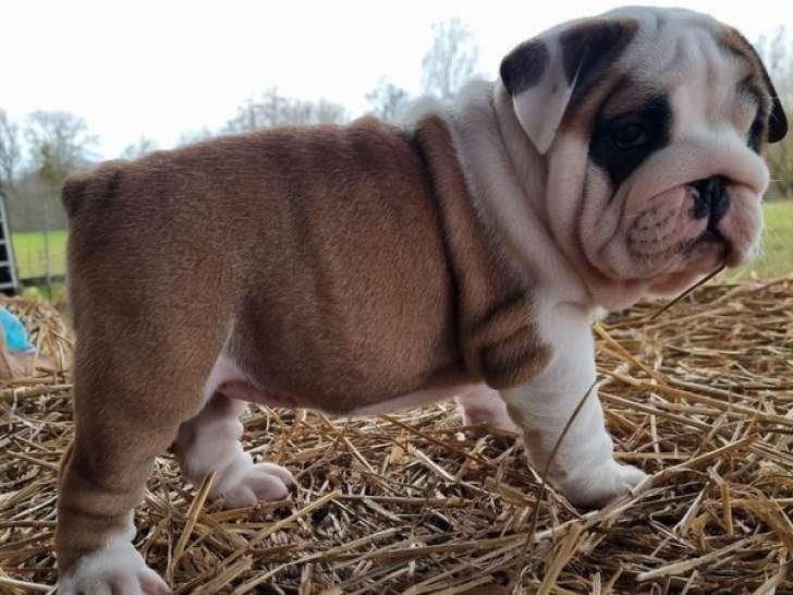 Un chiot femelle Bulldog Anglais LOF à réserver
