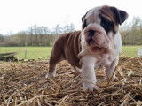 Un chiot femelle Bulldog Anglais LOF à réserver