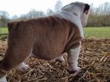 Un chiot femelle Bulldog Anglais LOF à réserver