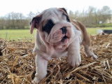 Un chiot femelle Bulldog Anglais LOF à réserver