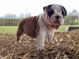 Un chiot femelle Bulldog Anglais LOF à réserver