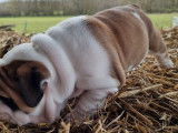 Un chiot femelle Bulldog Anglais LOF à réserver