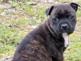 À réserver 1 chiot mâle Staffordshire Bull Terrier (LOF)