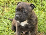 À réserver 1 chiot mâle Staffordshire Bull Terrier (LOF)