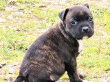 À réserver 1 chiot mâle Staffordshire Bull Terrier (LOF)