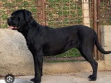 Une chienne Cane Corso noire LOF à vendre
