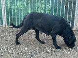 Une chienne Cane Corso noire LOF à vendre