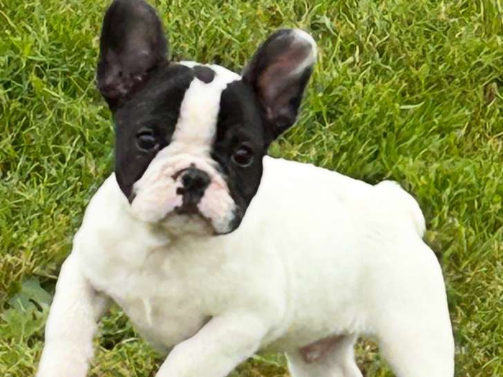 1 chiot mâle Bouledogues Français LOF à réserver