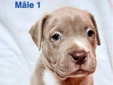 4 chiots American Bullies disponibles à la réservation (LOF)