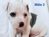 4 chiots American Bullies disponibles à la réservation (LOF)